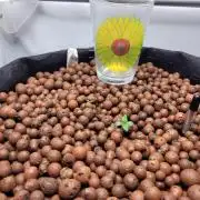 Zamnesia seeds Pineapple Express F1 Auto