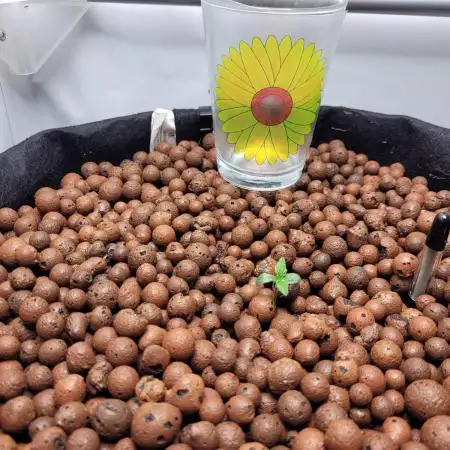 Zamnesia seeds Pineapple Express F1 Auto