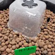 Zamnesia seeds Pineapple Express F1 Auto