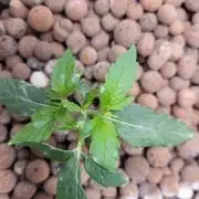 Zamnesia seeds Pineapple Express F1 Auto