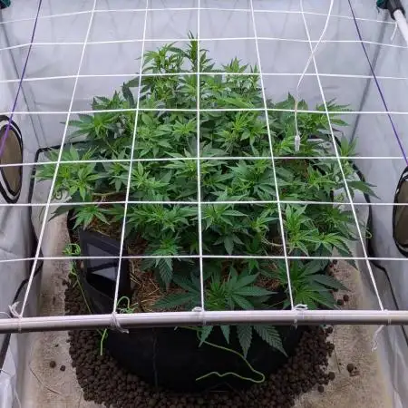 Strawberry Pop Rocks - Anesia Seeds