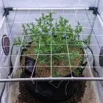 Strawberry Pop Rocks - Anesia Seeds