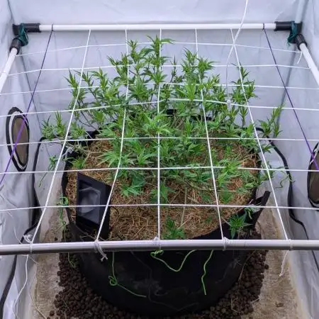 Strawberry Pop Rocks - Anesia Seeds