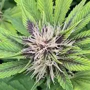 FrostBangers & Gorilla’s Cookies