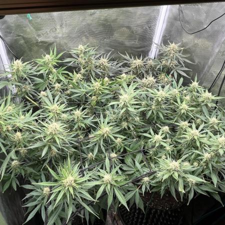 Gorilla Cookies auto - FastBuds