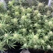 Gorilla Cookies auto - FastBuds