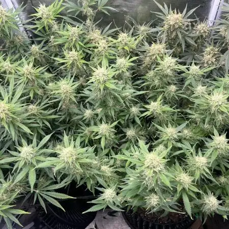 Gorilla Cookies auto - FastBuds