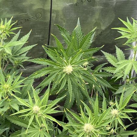 Gorilla Cookies auto - FastBuds