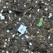 FrostBangers & Gorilla’s Cookies