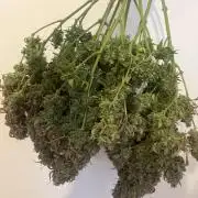 Gorilla Cookies auto - FastBuds