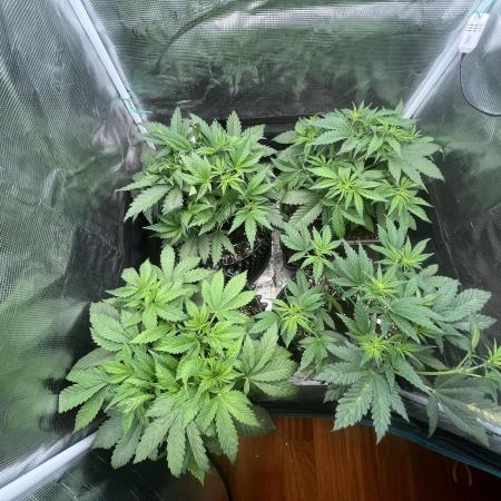 FrostBangers & Gorilla’s Cookies