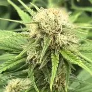 FrostBangers & Gorilla’s Cookies