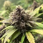 FrostBangers & Gorilla’s Cookies