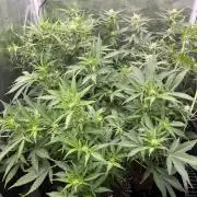 Gorilla Cookies auto - FastBuds