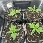 FrostBangers & Gorilla’s Cookies