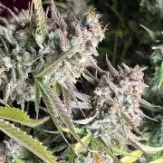 Gorilla Cookies auto - FastBuds