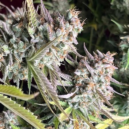 Gorilla Cookies auto - FastBuds