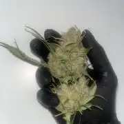 Gorilla Cookies auto - FastBuds