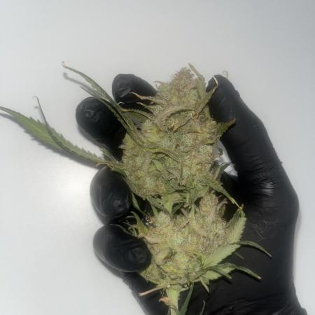 Gorilla Cookies auto - FastBuds