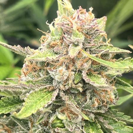 Gorilla Cookies auto - FastBuds