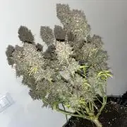 FrostBangers & Gorilla’s Cookies