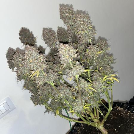 FrostBangers & Gorilla’s Cookies