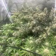 FrostBangers & Gorilla’s Cookies