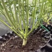 FrostBangers & Gorilla’s Cookies