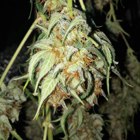 Luckyleaf's organic garden #2