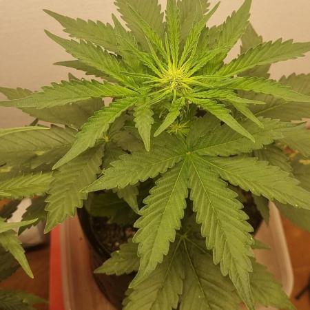 12h from seed GreatWhiteShark!