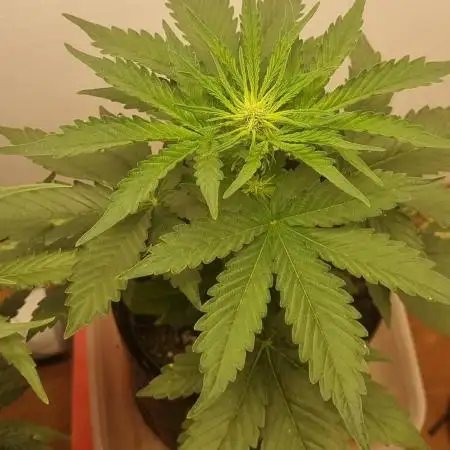 12h from seed GreatWhiteShark!