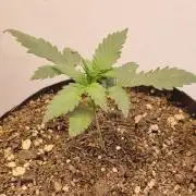 12h from seed Pound Cake Auto