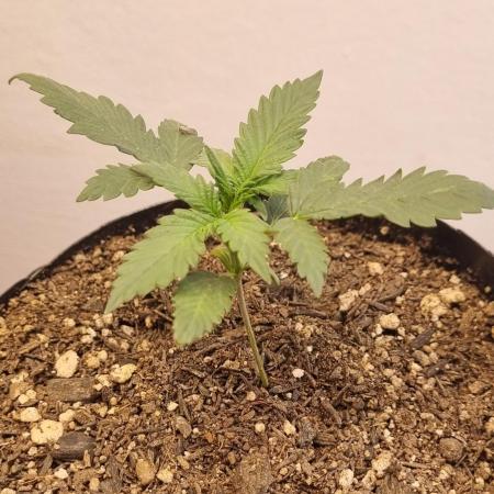 12h from seed Pound Cake Auto
