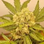 12h from seed AkAuto! 2