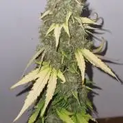 12h from seed GreatWhiteShark!