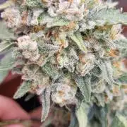 12h from seed Pound Cake Auto