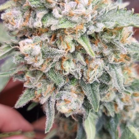 12h from seed Pound Cake Auto