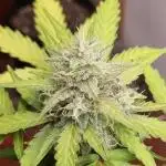 12h from seed AkAuto! 2