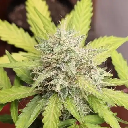12h from seed AkAuto! 2