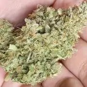 12h from seed AkAuto!