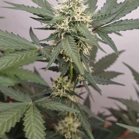 12h from seed AkAuto! 2