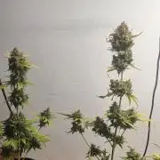 12h from seed AkAuto! 2