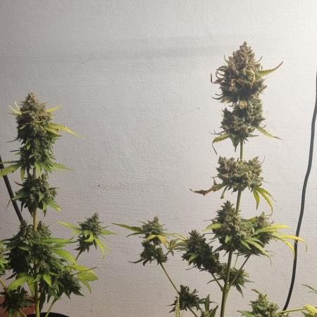 12h from seed AkAuto! 2