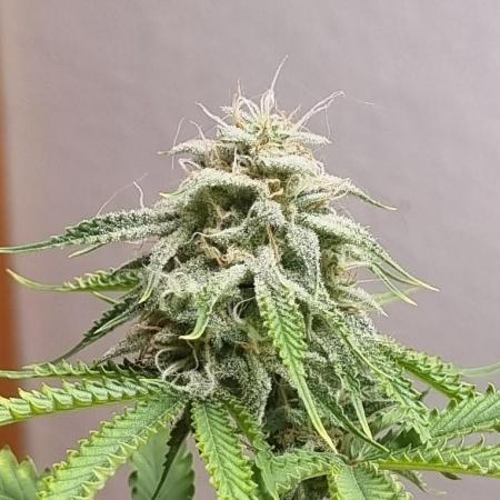 First Auto 12h/seed
