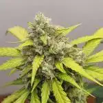 12h from seed AkAuto!
