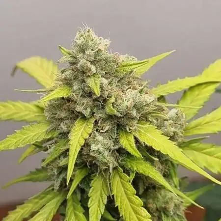 12h from seed AkAuto!