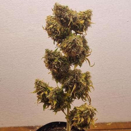 12h from seed GreatWhiteShark!