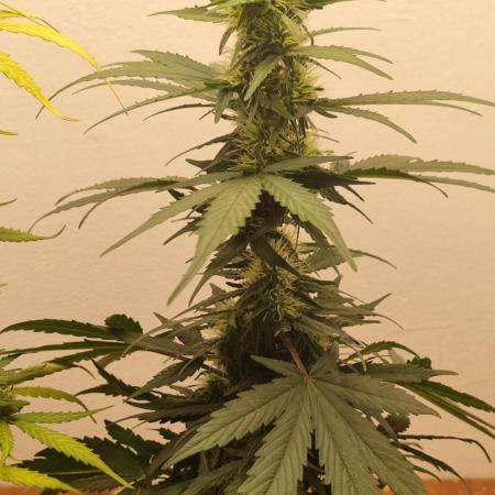 12h from seed GreatWhiteShark!