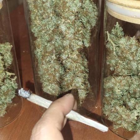 12/12 from seed SATIVA