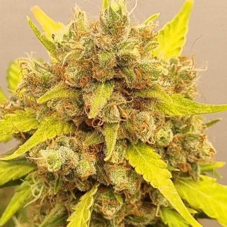 12h from seed AkAuto!